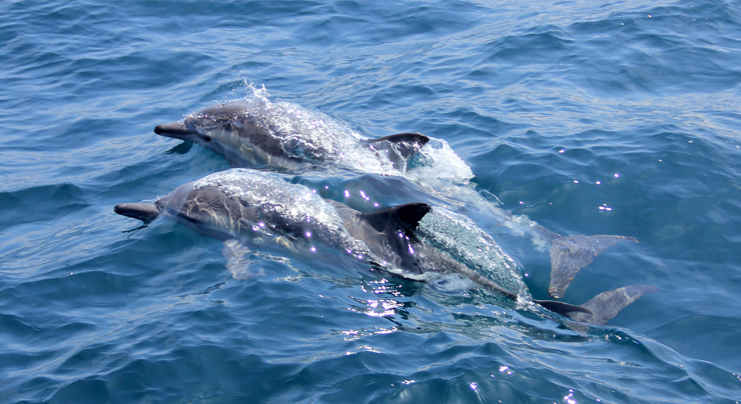 Dolphins in the Adriatic Sea
