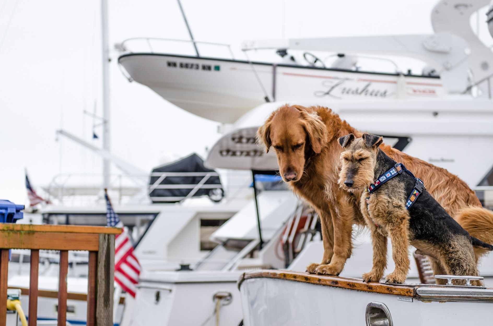 Pet friendly boats